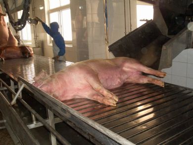 pig abattoir machine