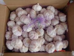 Sell Garlic, China Garlic 5.55, 6cm