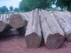 Teak logs
