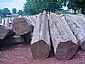 Teak logs