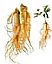 Ginseng Root
