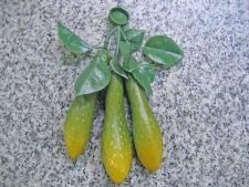 artificial  cucumber