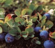 Bilberry Extract 