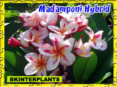 Madamponi Hybrid