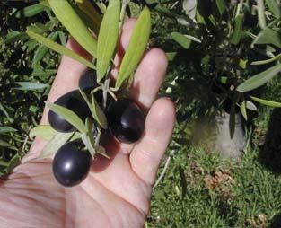 Black Olive