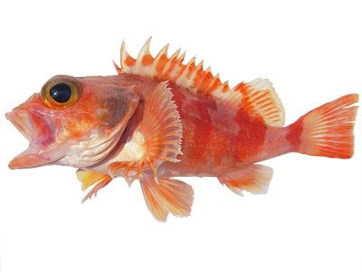 rock fish / Helicolenus Hilgendorfii