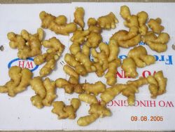 fresh ginger