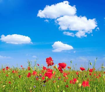  shipping and int'l forwarding co