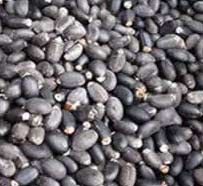 Jatrophacurcs seeds