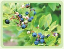 Blueberry Extract Anthocyanosides Anthocyanidin