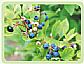 Blueberry Extract Anthocyanosides Anthocyanidin