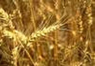 Ukrainian Wheat