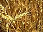 Ukrainian Wheat