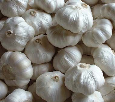 fresh garlic