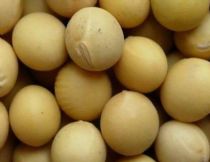 soybean