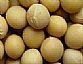 soybean