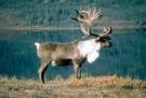 Reindeer, Moose (Elk) meat and other venison 