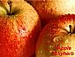 Apple extract Apple Polyphenols & Phloridzin & Phloretin
