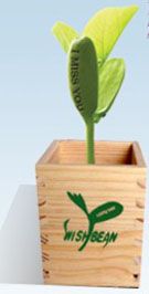 Wish Bean with wooden box