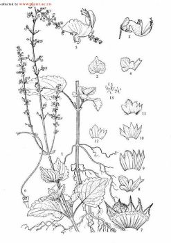 Coleus forskohlii  extract