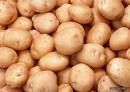 fresh Atlantic potato