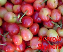 Acerola Extract