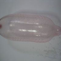 dotted ribbed condom