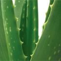 Aloe Extract  Powder