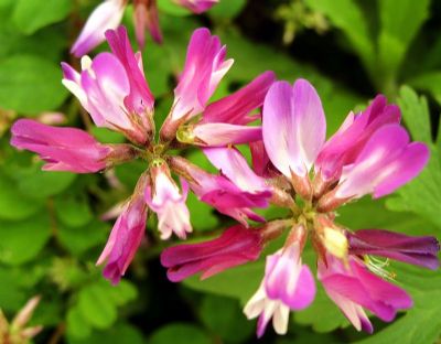 chinese milk vetch seed