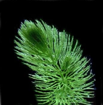 Ceratophyllum demersum extract