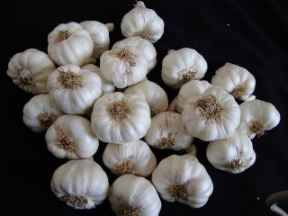 Garlic
