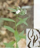 Lithospermum erythrorhizon extract 