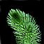 Ceratophyllum demersum extract