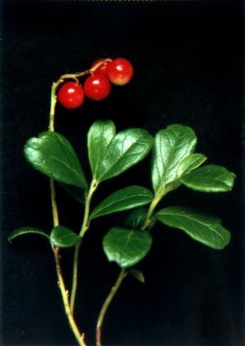 Lingonberry  extract