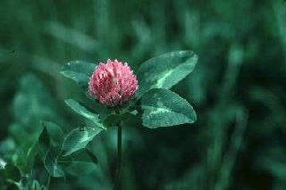 Trifolium prateose L Extract