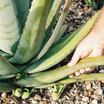 Aloe Vera
