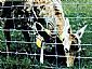 Knotted Wire Fence