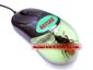 real insect amber optical puter mouse,cool gift