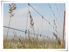 Grassland fencing