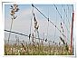 Grassland fencing