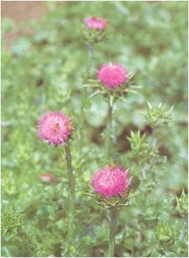 Milk Thistle PE 
