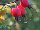 Rose hip anthocyanin 