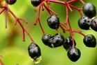 Elderberry anthocyanin 