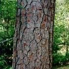 Pine bark extract 