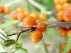 hippophae  rhamnoides  extract