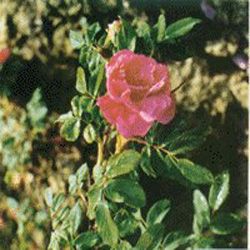 rose flower extract 
