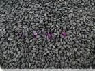 Black Sesame Seed Color 