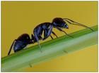 ant extract 