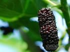 sell Mulberry extractanthocyanin