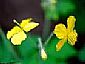 celandine extract 
